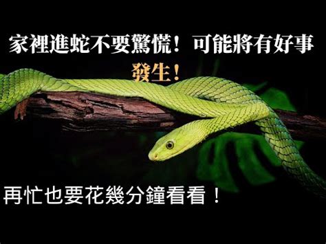 晚上看到蛇代表什麼預兆|【看到蛇代表什麼】看到蛇代表什麼？民俗專家揭秘：天氣熱蛇類。